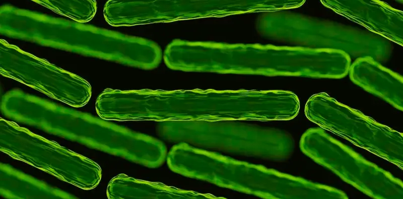 The Gut Microbiome Test That Predicts Your Response to Antidepressants Before You Take Your First Pill